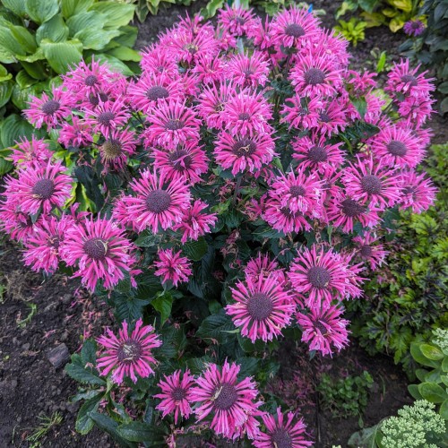 Pysznogłówka bergamotka BEE PURE - sadzonki monarda