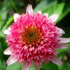 Jeżówka BUTTERFLY KISSES różowa, pełna, miniaturowa - sadzonka