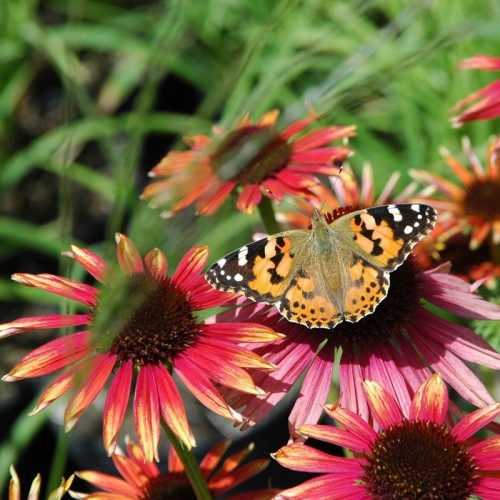 Jeżówka żółta, różowa, pomarańczowa FOUNTAIN ORANGE BICOLOUR miniaturowa - sadzonka