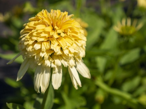 Jeżówka żółta pełna LEMON DROP miniaturowa - sadzonka