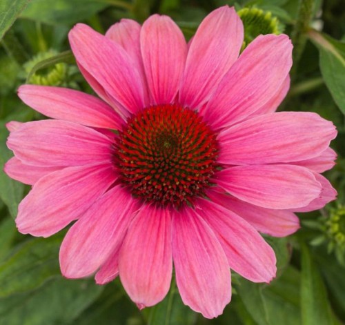 Jeżówka różowa PINK PEARL miniaturowa - sadzonka