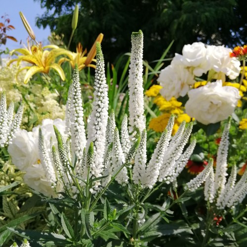 Przetacznik długolistny FIRST LADY - biały sadzonki