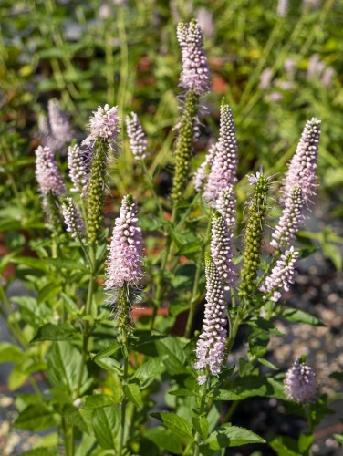 Przetacznik różowy długolistny, kłosowy veronica longifolia FIRST CHOICE