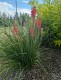 Trytoma groniasta ognista REDHOT POPSICLE kniphofia płonąca pochodnia