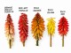 Trytoma groniasta ognista REDHOT POPSICLE kniphofia płonąca pochodnia