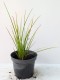 Trytoma groniasta ognista REDHOT POPSICLE kniphofia płonąca pochodnia
