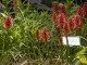 Trytoma groniasta ognista REDHOT POPSICLE kniphofia płonąca pochodnia