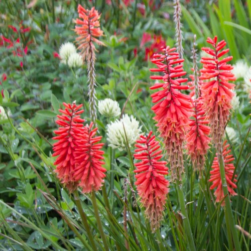 Trytoma groniasta ognista REDHOT POPSICLE kniphofia płonąca pochodnia