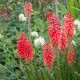 Trytoma groniasta ognista REDHOT POPSICLE kniphofia płonąca pochodnia