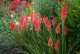 Trytoma groniasta ognista REDHOT POPSICLE kniphofia płonąca pochodnia