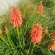 Trytoma groniasta POCO RED ognista kniphofia płonąca pochodnia
