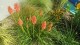Trytoma groniasta POCO RED ognista kniphofia płonąca pochodnia