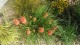 Trytoma groniasta POCO RED ognista kniphofia płonąca pochodnia