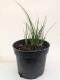 Trytoma groniasta POCO RED ognista kniphofia płonąca pochodnia