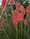 Trytoma groniasta POCO RED ognista kniphofia płonąca pochodnia
