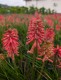 Trytoma groniasta POCO RED ognista kniphofia płonąca pochodnia