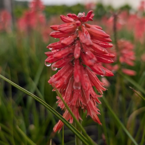 Trytoma groniasta POCO RED ognista kniphofia płonąca pochodnia