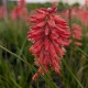 Trytoma groniasta POCO RED ognista kniphofia płonąca pochodnia