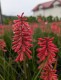 Trytoma groniasta POCO RED ognista kniphofia płonąca pochodnia