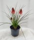 Trytoma groniasta POCO RED ognista kniphofia płonąca pochodnia