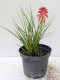 Trytoma groniasta POCO RED ognista kniphofia płonąca pochodnia