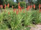 Trytoma groniasta POCO RED ognista kniphofia płonąca pochodnia