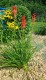Trytoma groniasta POCO RED ognista kniphofia płonąca pochodnia
