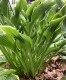 Funkia, hosta sadzonka PRAYING HANDS - ogrodowa