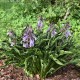 Funkia, hosta sadzonka PRAYING HANDS - ogrodowa
