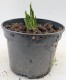 Funkia, hosta sadzonka PRAYING HANDS - ogrodowa