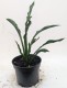 Funkia, hosta sadzonka PRAYING HANDS - ogrodowa