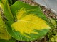 Funkia, hosta sadzonka GREAT EXPECTATIONS - ogrodowa