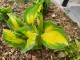 Funkia, hosta sadzonka GREAT EXPECTATIONS - ogrodowa