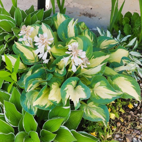Funkia, hosta sadzonka GREAT EXPECTATIONS - ogrodowa
