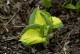 Funkia, hosta sadzonka GREAT EXPECTATIONS - ogrodowa