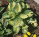 Funkia, hosta sadzonka GREAT EXPECTATIONS - ogrodowa
