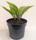 Funkia, hosta sadzonka PURPLE HEART - ogrodowa