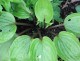Funkia, hosta sadzonka PURPLE HEART - ogrodowa
