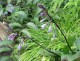 Funkia, hosta sadzonka PURPLE HEART - ogrodowa