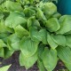 Funkia, hosta sadzonka PURPLE HEART - ogrodowa