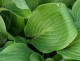 Funkia, hosta sadzonka PURPLE HEART - ogrodowa