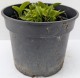 Funkia, hosta sadzonka MINIMA - ogrodowa, miniaturowa