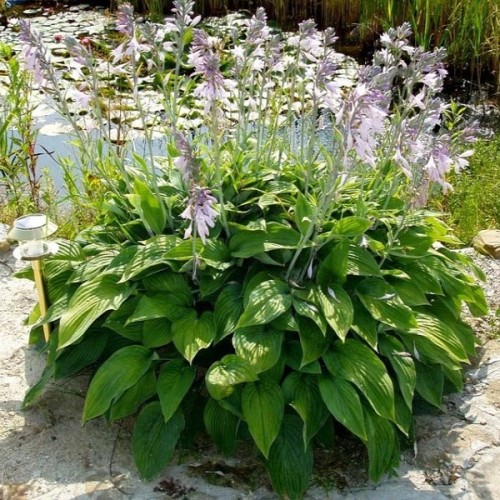 Funkia, hosta sadzonka MINIMA - ogrodowa, miniaturowa