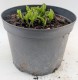 Funkia, hosta sadzonka MINIMA - ogrodowa, miniaturowa