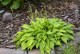 Funkia, hosta sadzonka LEMON LIME - ogrodowa, miniaturowa