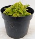 Funkia, hosta sadzonka LEMON LIME - ogrodowa, miniaturowa