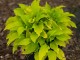 Funkia, hosta sadzonka LEMON LIME - ogrodowa, miniaturowa