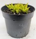 Funkia, hosta sadzonka LEMON LIME - ogrodowa, miniaturowa