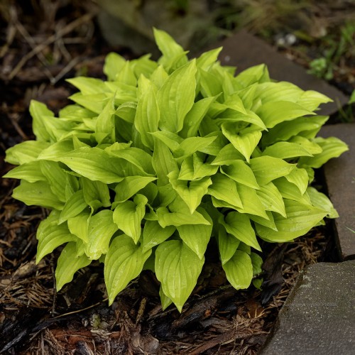 Funkia, hosta sadzonka LEMON LIME - ogrodowa, miniaturowa