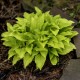 Funkia, hosta sadzonka LEMON LIME - ogrodowa, miniaturowa